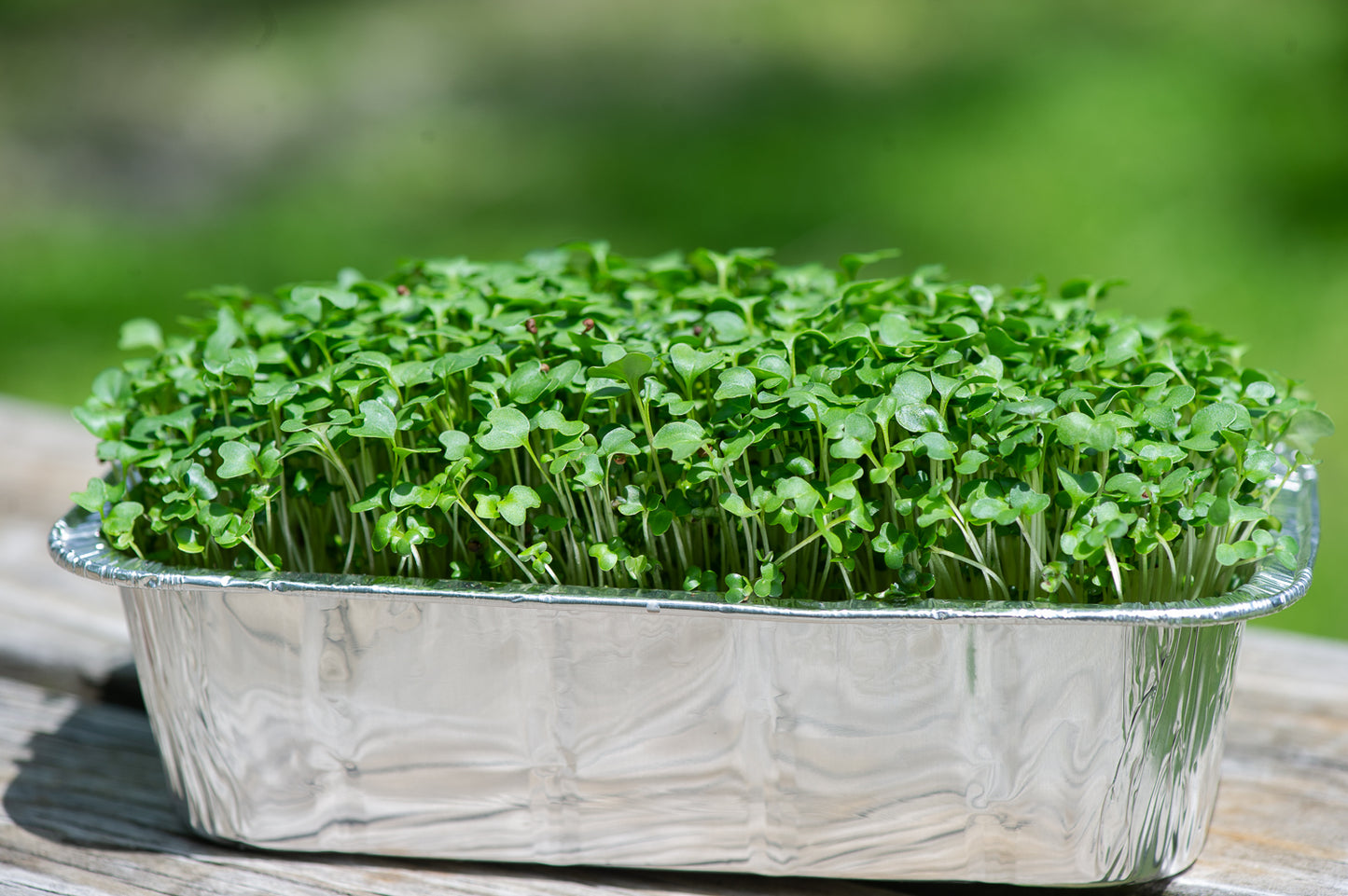 Broccoli microgreens