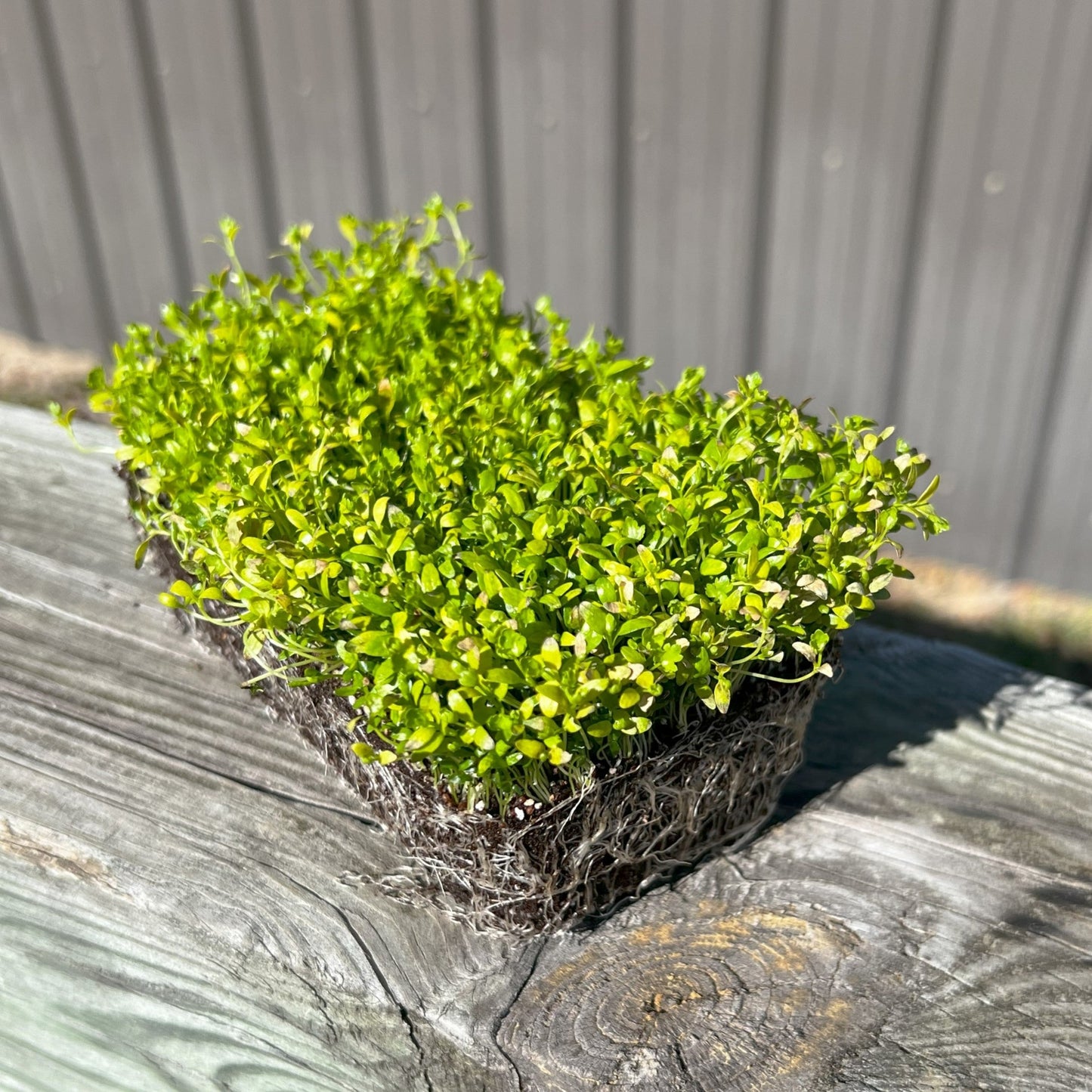 Celery microgreens