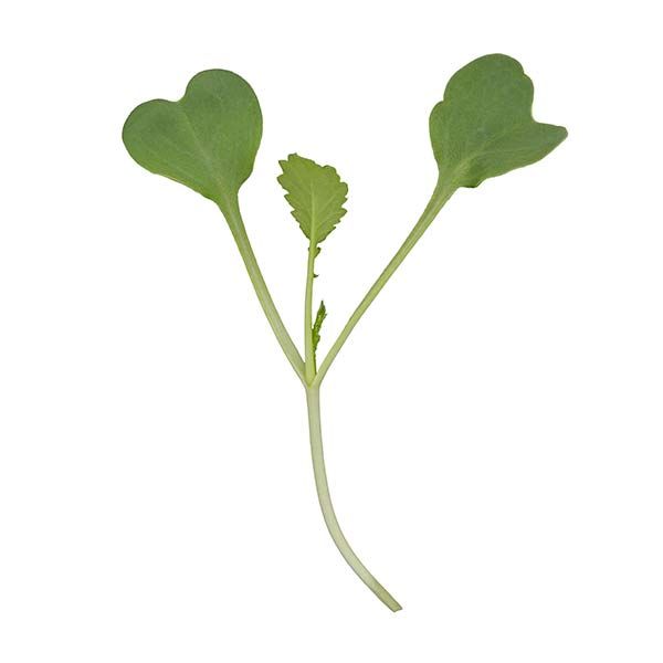 Daikon radish microgreen