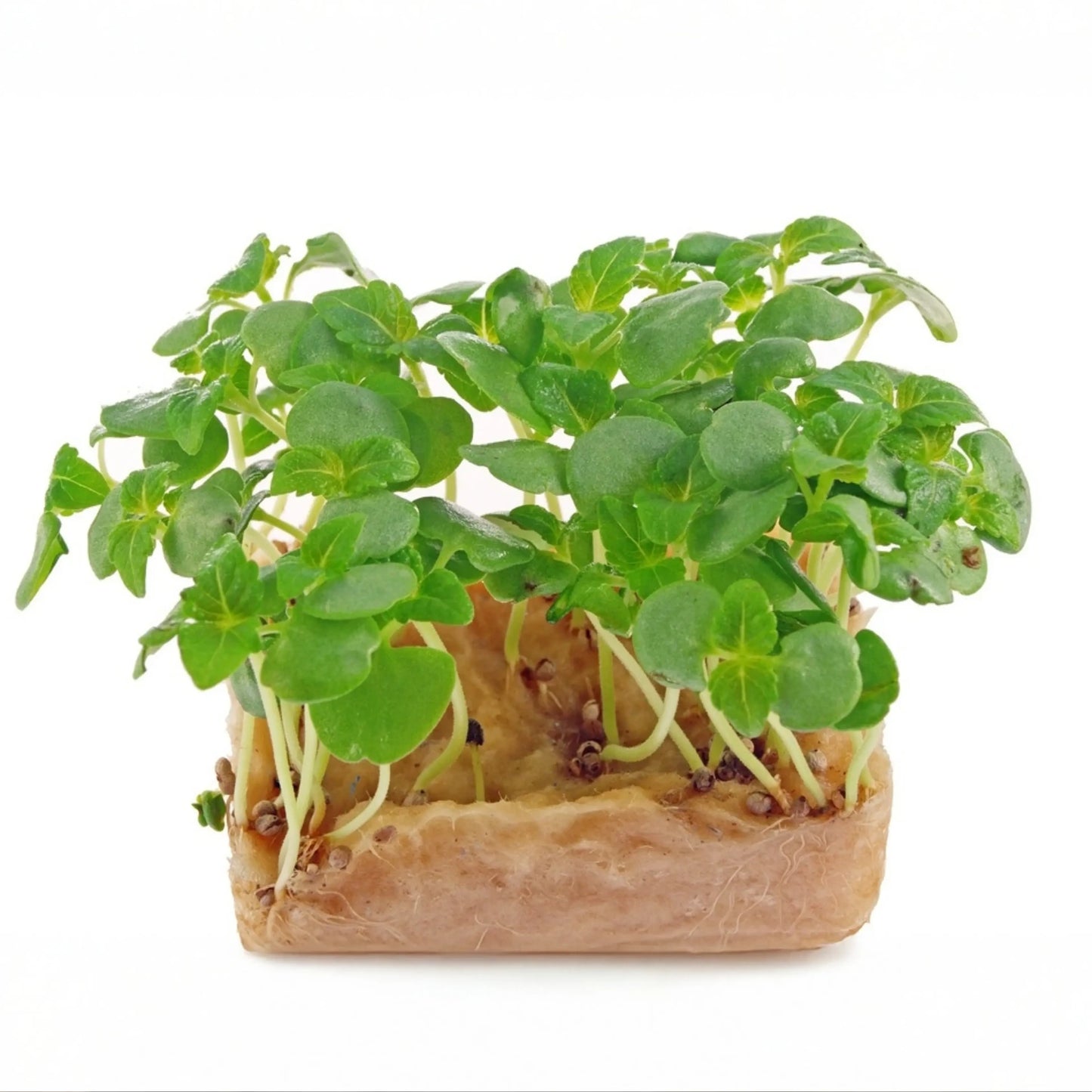 Green Shiso Perilla microgreens