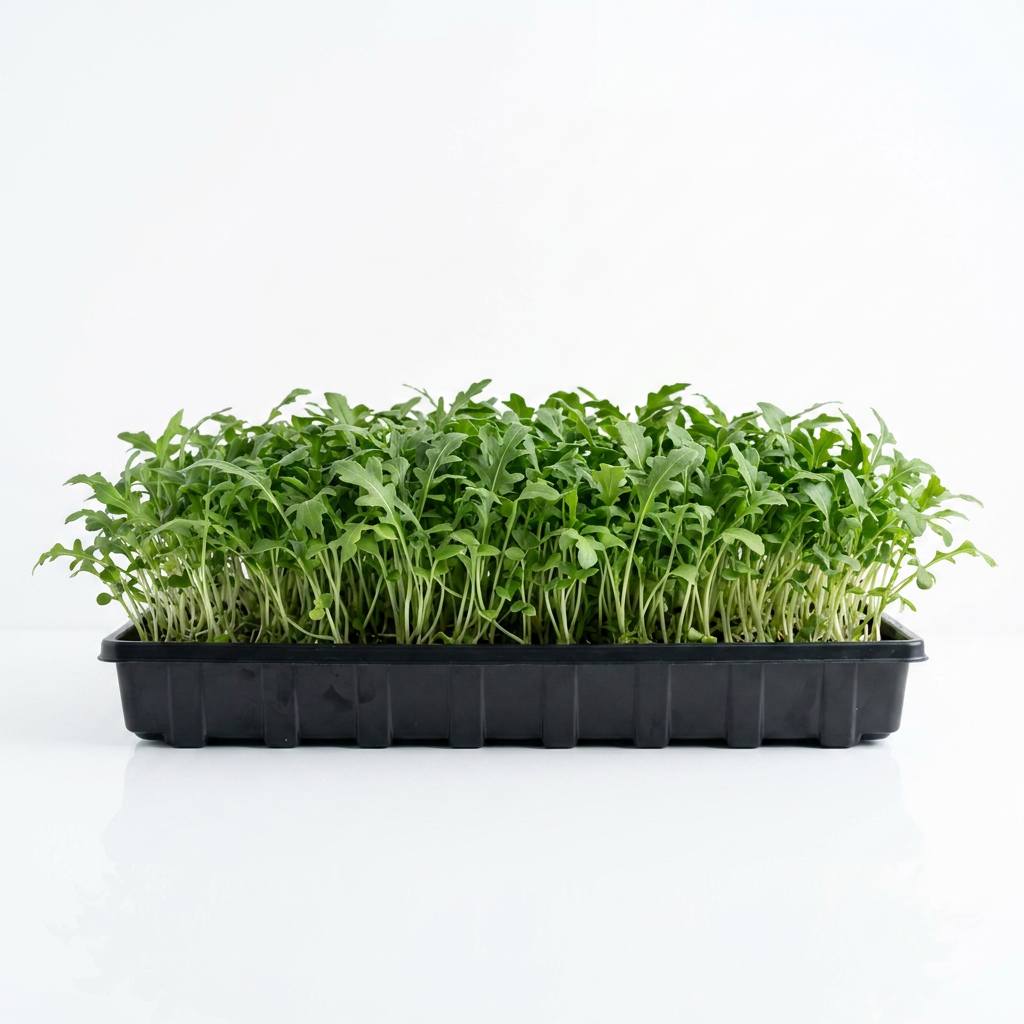 Arugula Rocket Seed