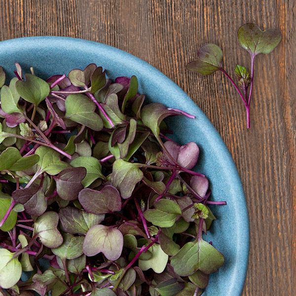 Rambo radish microgreens