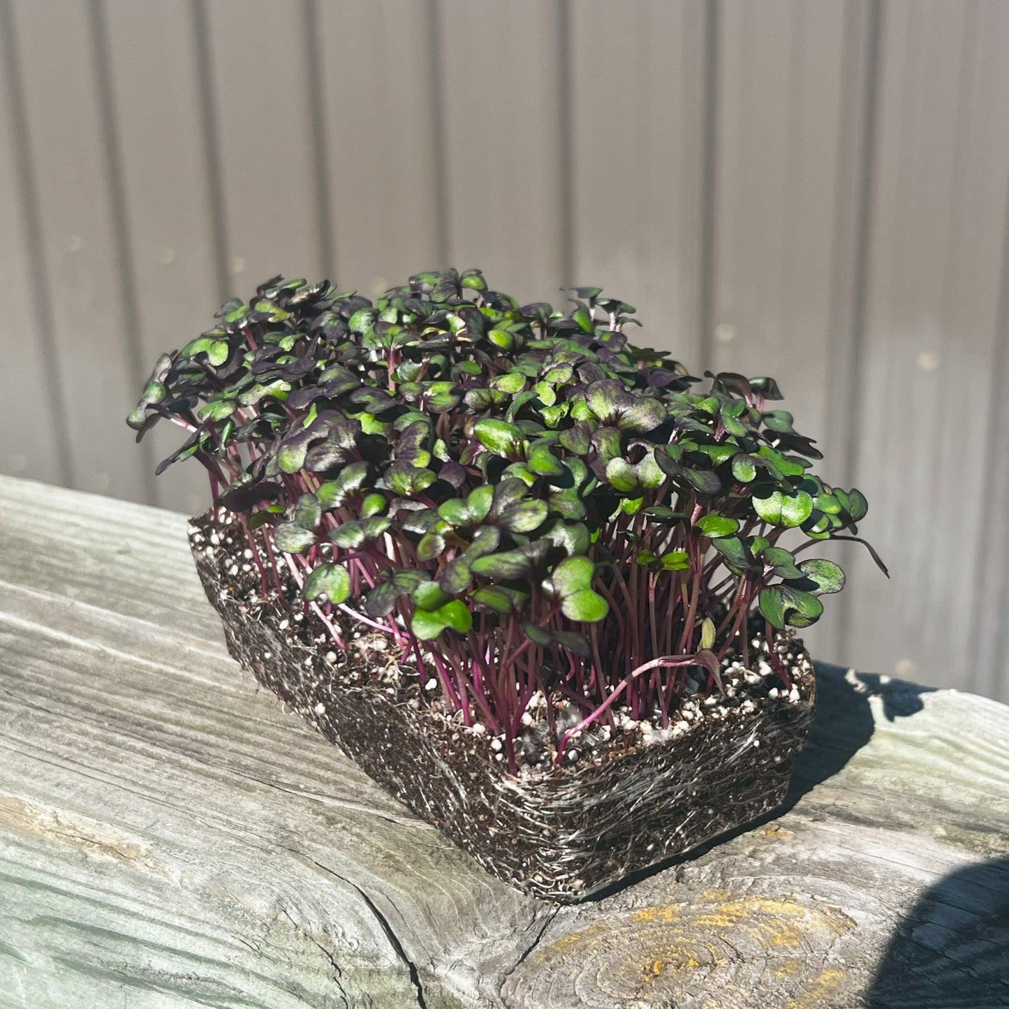 Red cabbage microgreens