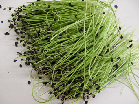 Sprouting onion microgreens
