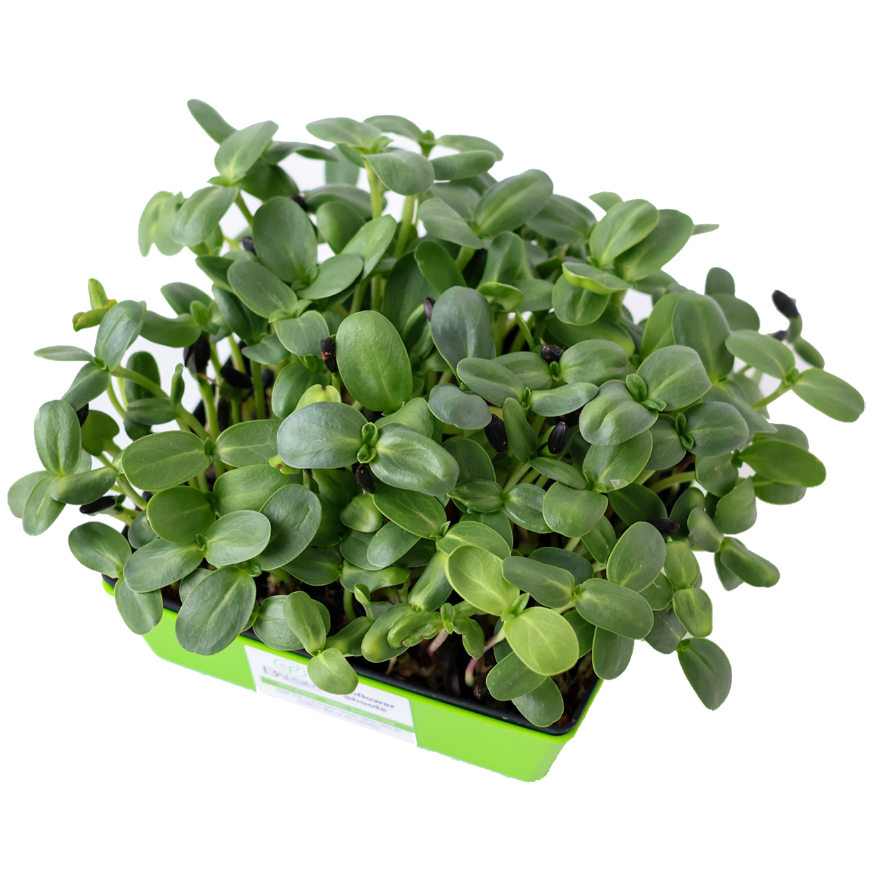 Black oil sunflower microgreens