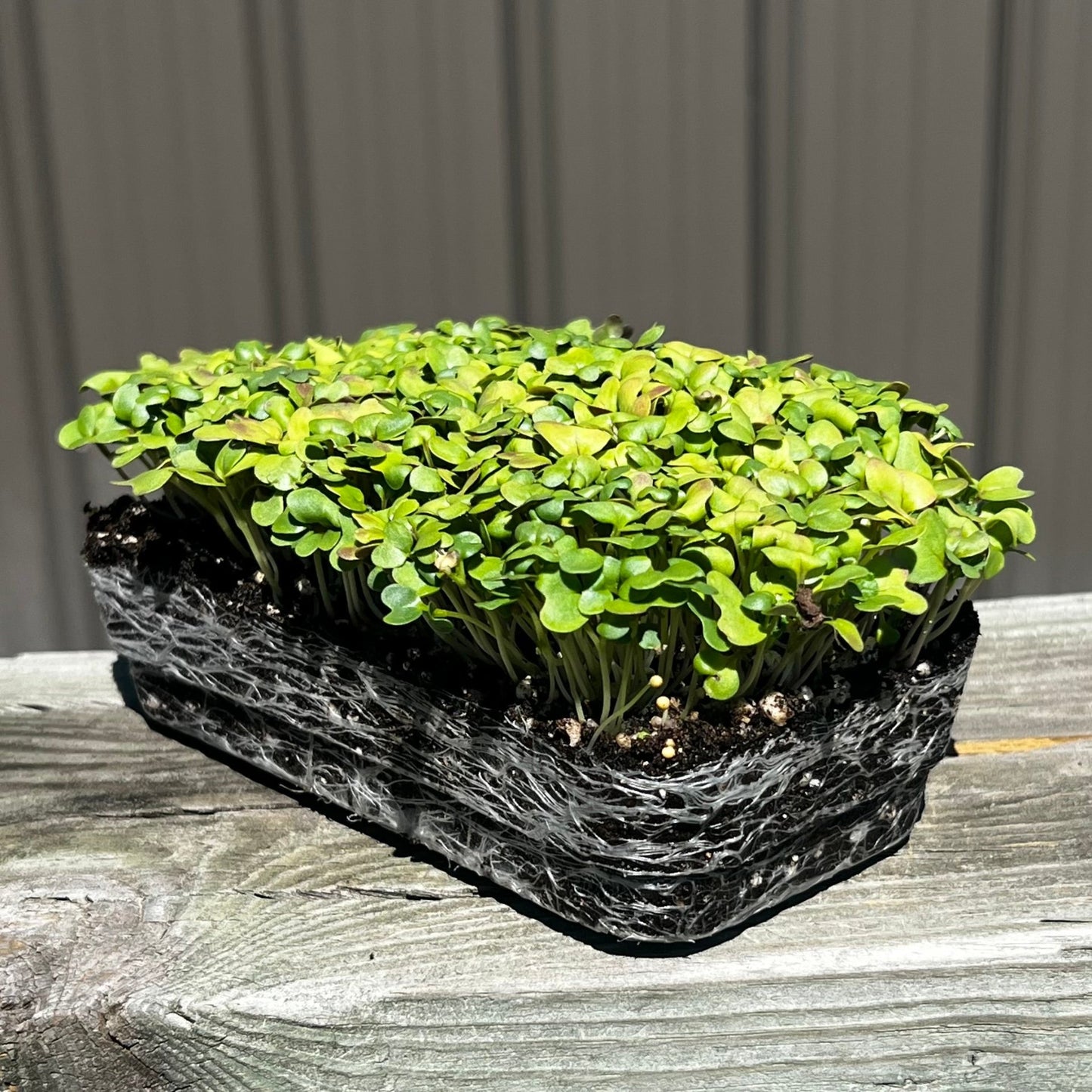 Wasabina mustard microgreens