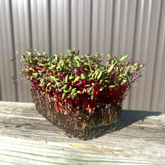Detroit Dark Red beet microgreens