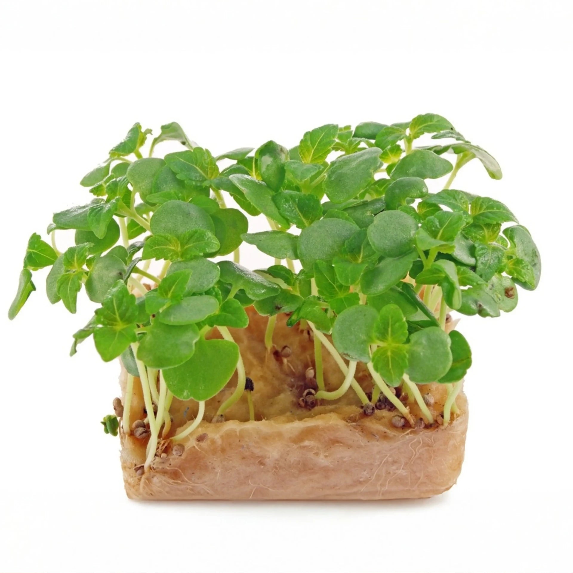Green Shiso Perilla microgreens