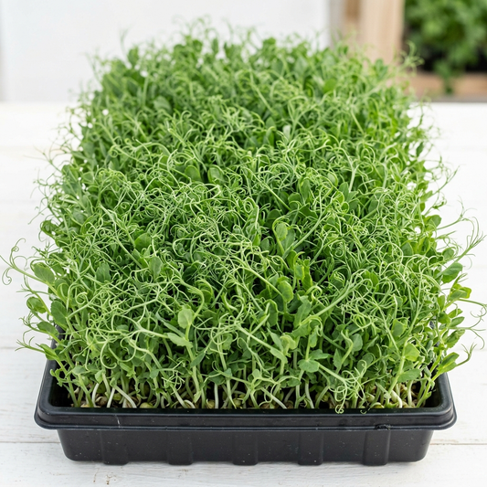 Pea Tendril Afila Seed