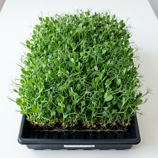 Pea Shoot Seed
