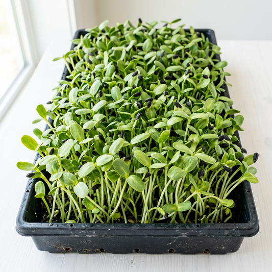 Black Oil Sunflower Seed