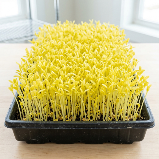 Corn Seed