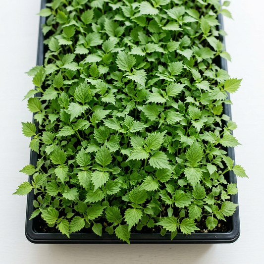 Green Shiso (Perilla) Seed