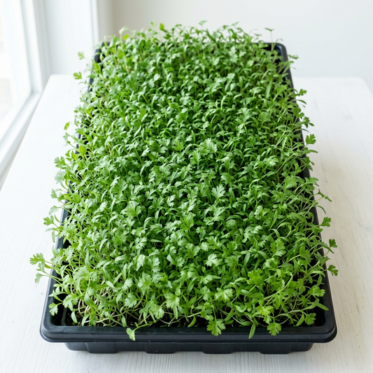 Cilantro (Split Seed Coriander) Seed