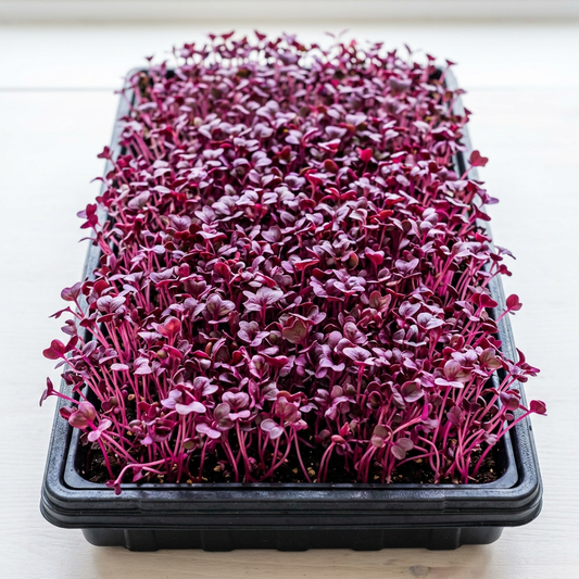 Rambo Radish Seed