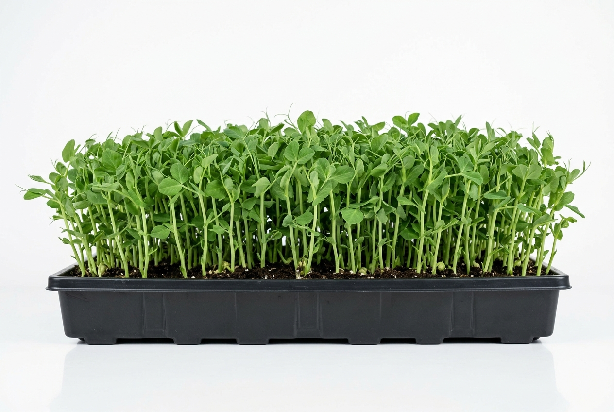 Pea Shoot Seed