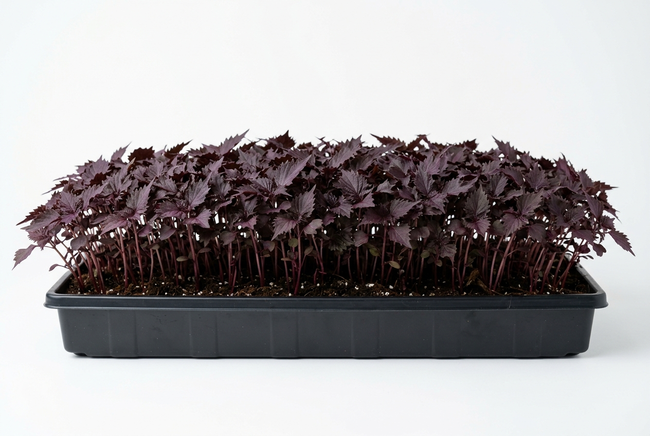Red Shiso (Perilla) Seed