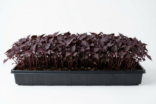 Red Shiso (Perilla) Seed