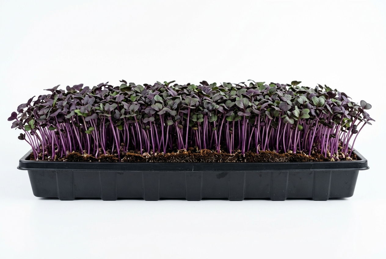 Red Cabbage Seed