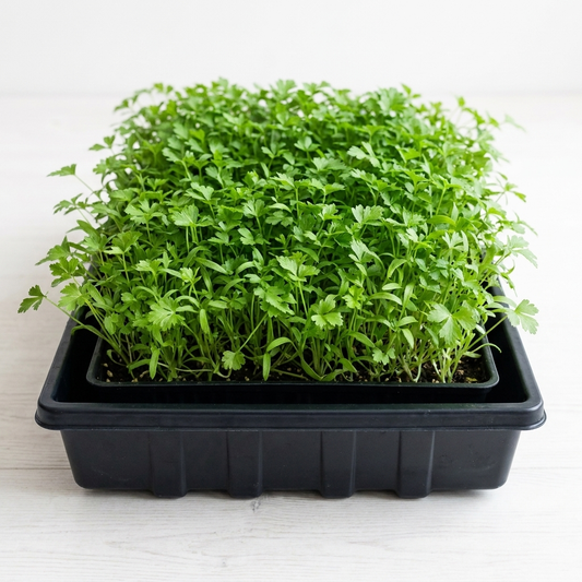 Micro Celery Seed