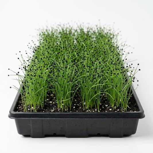 Sprouting Onion Seed