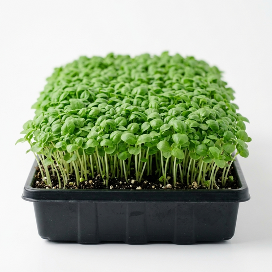 Italian Basil Seed