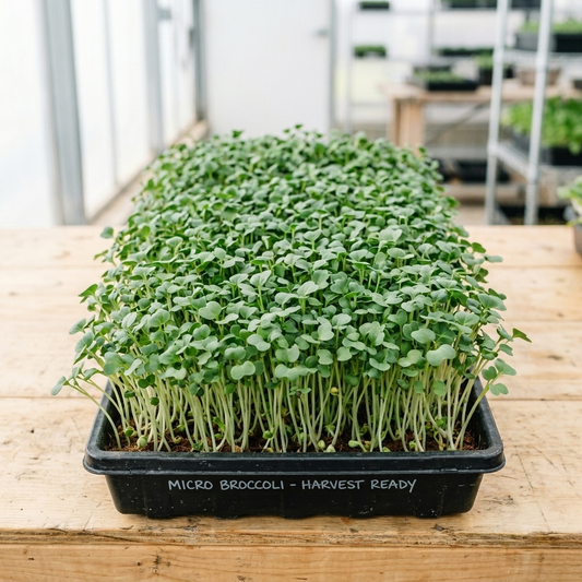 Micro Broccoli Seed