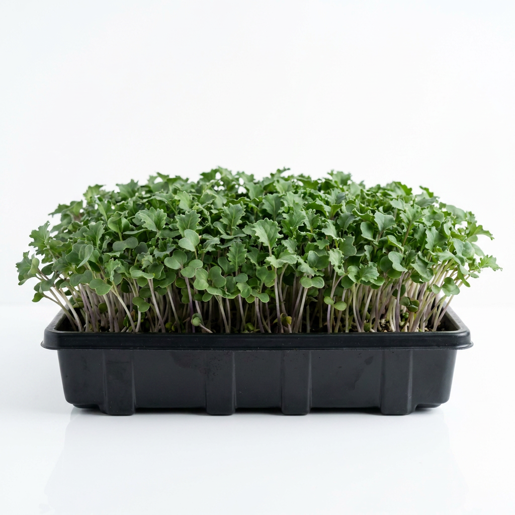 Micro Kale Seed