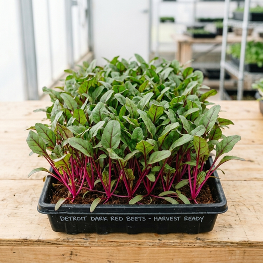 Beets (Detroit Dark Red) Seed