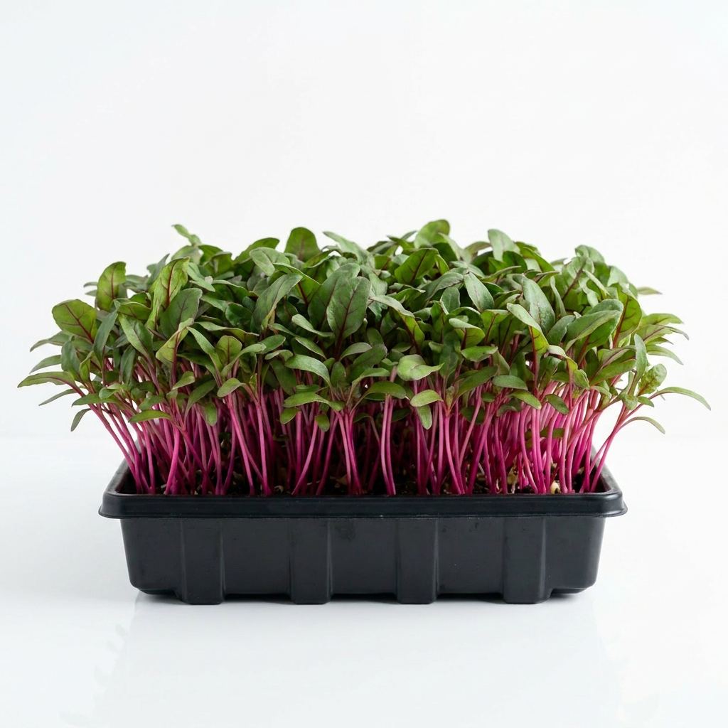 Beets (Detroit Dark Red) Seed
