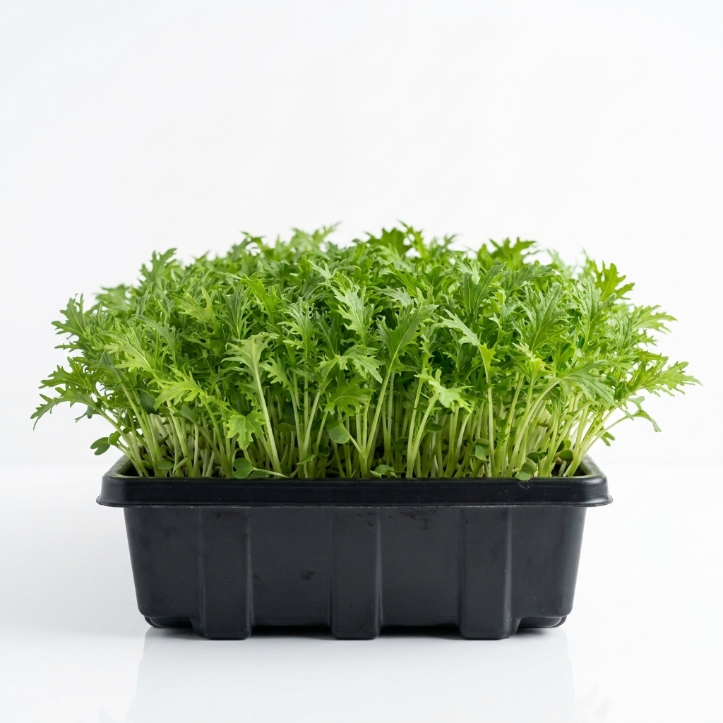 Wasabi (Wasabina Mustard) Seed
