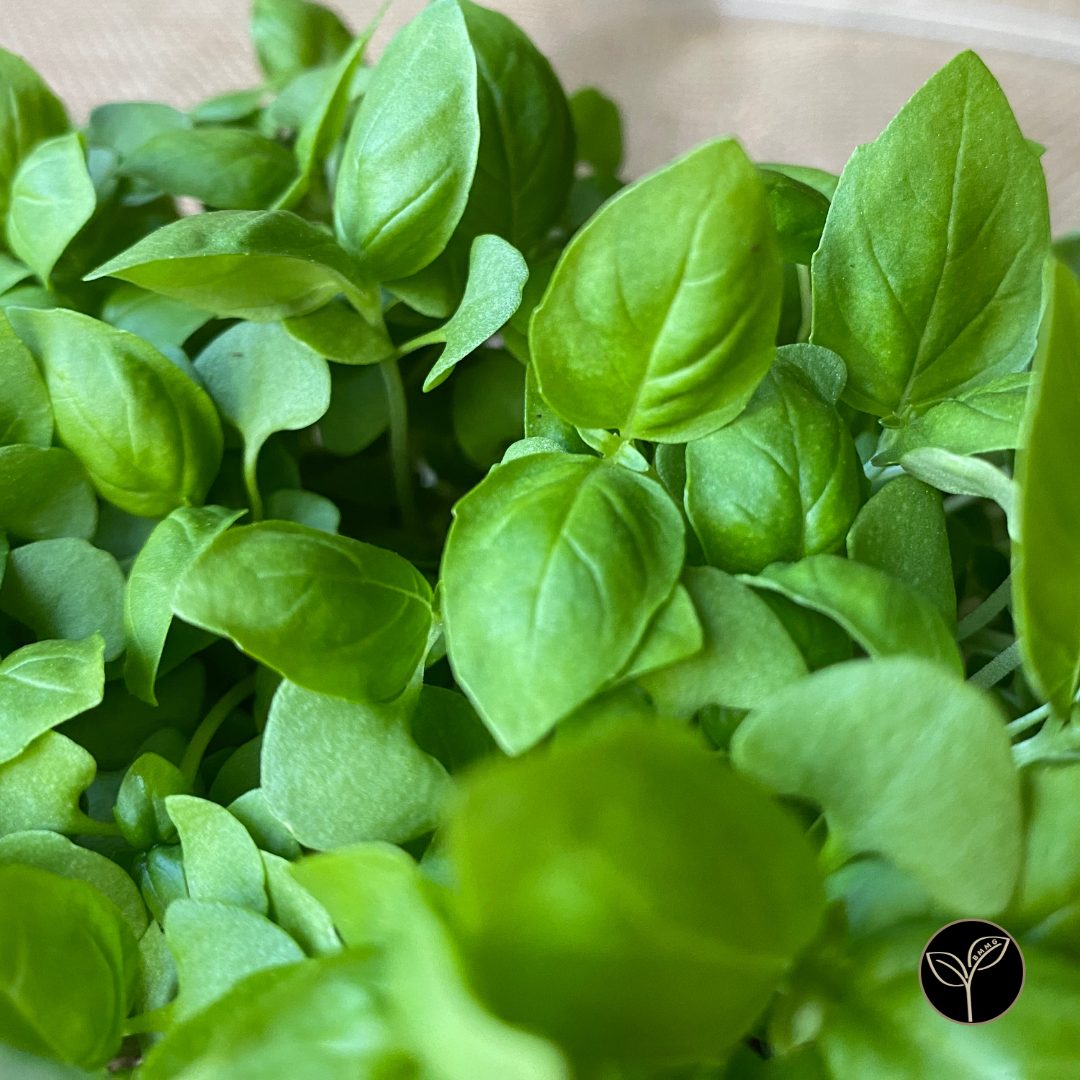 Italian Basil microgreens