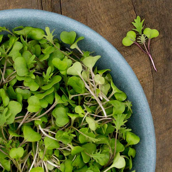 Kale microgreens