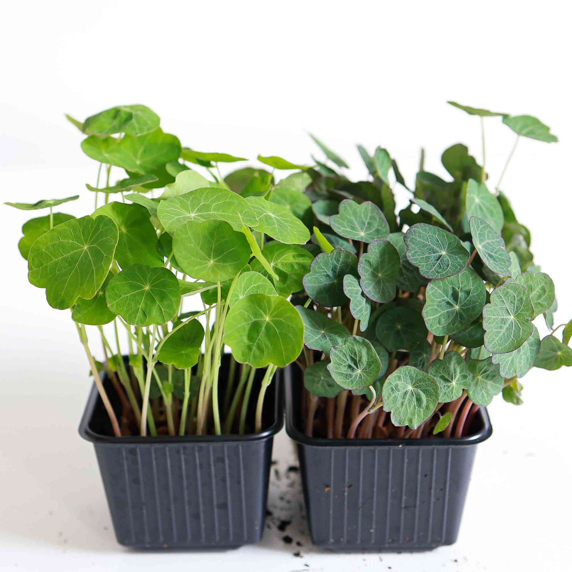 Nasturtium microgreens