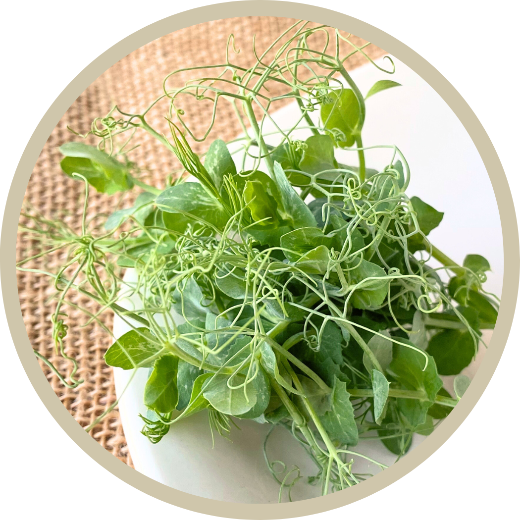 Pea tendril Afila microgreens