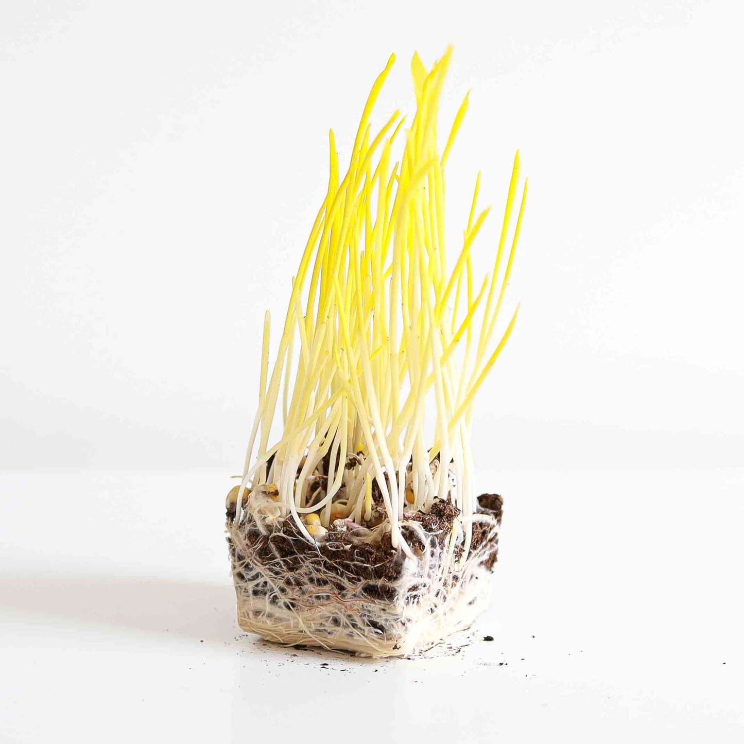 Yellow popcorn microgreens
