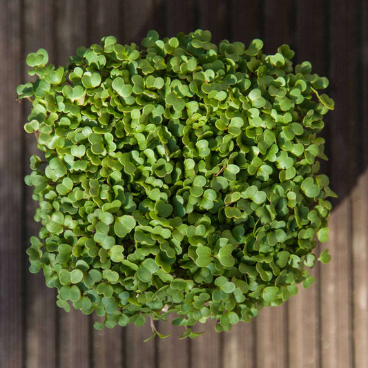 Rocket arugula microgreens