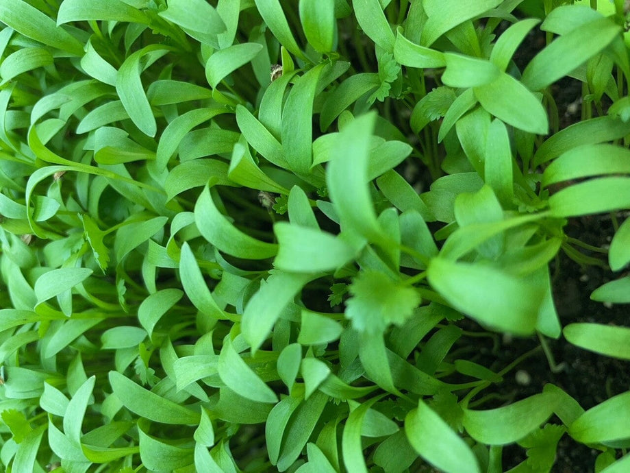 Cilantro microgreens