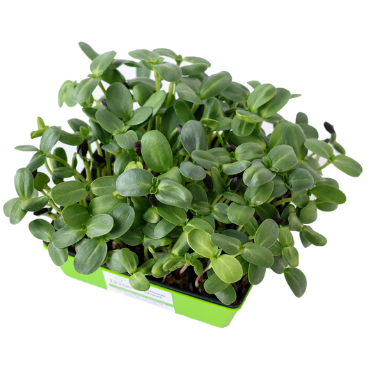 Black oil sunflower microgreens