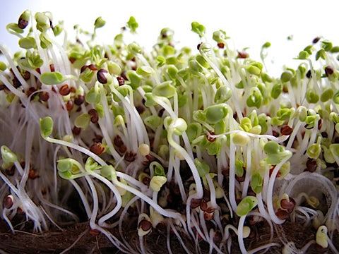 Tatsoi microgreens